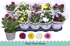 Chrysanth Double Mix 12Ø 25cm