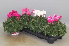 Cyclamen Super Serie Xl 13Ø 30cm