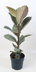 Ficus Robusta 21Ø 90cm