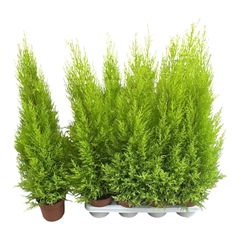 Cupressus Goldcrest Wilma 14Ø 80cm