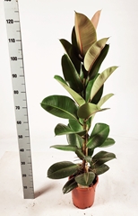 Ficus Robusta 21Ø 120cm
