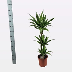 Dracaena Lemon Lime 21Ø 110cm