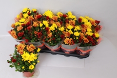 Chrysanth Mix 12Ø 26cm