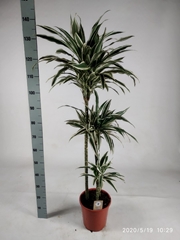 Dracaena White Stripe 24Ø 135cm