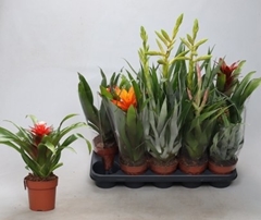 Bromelia Mix 12Ø 30cm