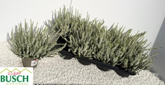 Calluna Vulgaris Garden Girls Coco 12Ø 23cm