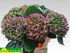 Hydrangea Opal Classic 80cm 21-23cm Hd