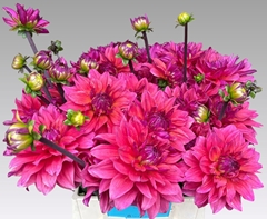 Dahlia Feline Yvonne 50cm