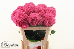 Hydrangea Glowing Alps 75cm 16-18cm Hd
