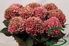 Hydrangea Glowing Alps Classic 60cm 13-15cm Hd