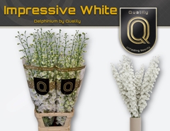 Delphinium Double Dewi Impressive White 110cm