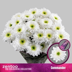 Chrysanth Spray Commander 70cm 90gr.