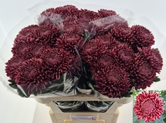 Chrysanth Single Bigoudi Red 75cm 115gr.