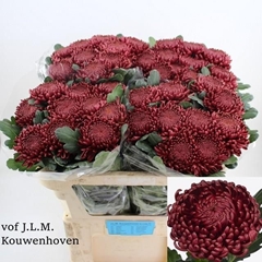 Chrysanth Single Bigoudi Red 70cm 90gr.