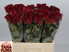 Rosa Burgundy 60cm