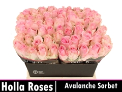 Rosa Avalanche Sorbet 40cm