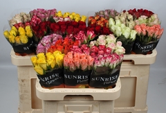 Rosa Mixed 60cm