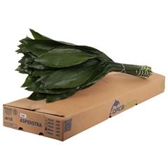 Aspidistra Elatior Per Bunch 80cm