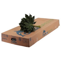 Fatsia Japonica Per Bunch 25cm