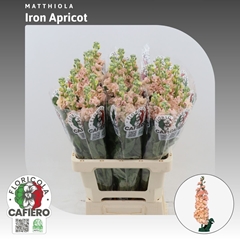 Matthiola Iron Apricot 70cm