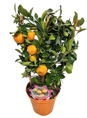 Citrus Microcarpa 14Ø 40cm