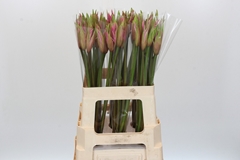 Amarine Belladiva Smilla 60cm