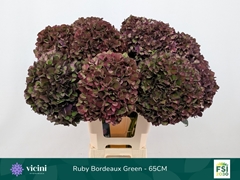 Hydrangea Rubyred 65cm 18-20cm Hd
