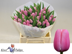Tulip Single Tresor 40cm 40gr.