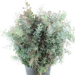 Acacia Baileyana Per Bunch 60cm 200gr.