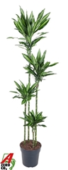 Dracaena Fragrans Silindro 27Ø 190cm