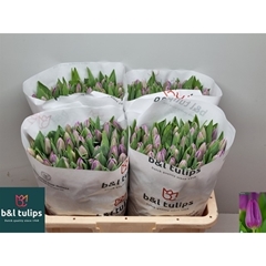 Tulip Single Saigon 40cm 40gr.