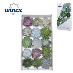 Echeveria Mix 10cm
