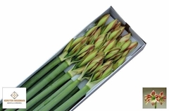 Hippeastrum Ambiance 80cm