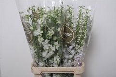 Delphinium Double Dewi Impressive White 100cm
