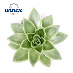 Echeveria Miranda 12cm
