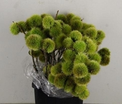 Castanea Sativa 60cm 400gr.