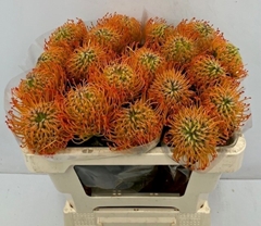 Leucospermum Ayoba Sun 50cm