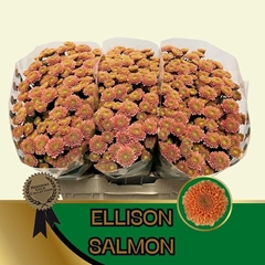 Chrysanth Santini Ellison Salmon 55cm 44gr.