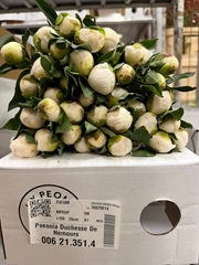 Paeonia Duchesse De Nemours 45cm