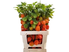 Physalis Alkekengi Lampion Per Stem 60cm