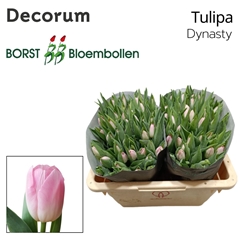 Tulip Single Dynasty 40cm 33gr.