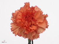 Dianthus Single Ambar 50cm