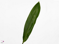 Cordyline Green Ti 80cm