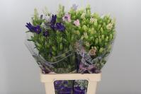 Campanula Medium Mix 70cm