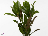 Magnolia Grandiflora 30cm