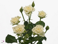 Rosa Spray Snowflake 40cm 5+