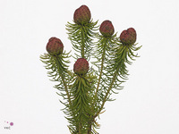 Leucadendron Teretifolium 40cm
