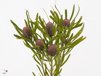 Leucadendron Coniferum 40cm