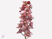 Cymbidium Sky Scraper 80cm