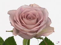Rosa Memory Lane! 60cm